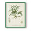 Reproduction encadrée antique d'amande botanique II - bois massif-1973418085-1973418093