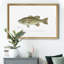 Large Bass Mouthed Black Bass - reproduction d'art sur toile encadrée-784726679-784726672