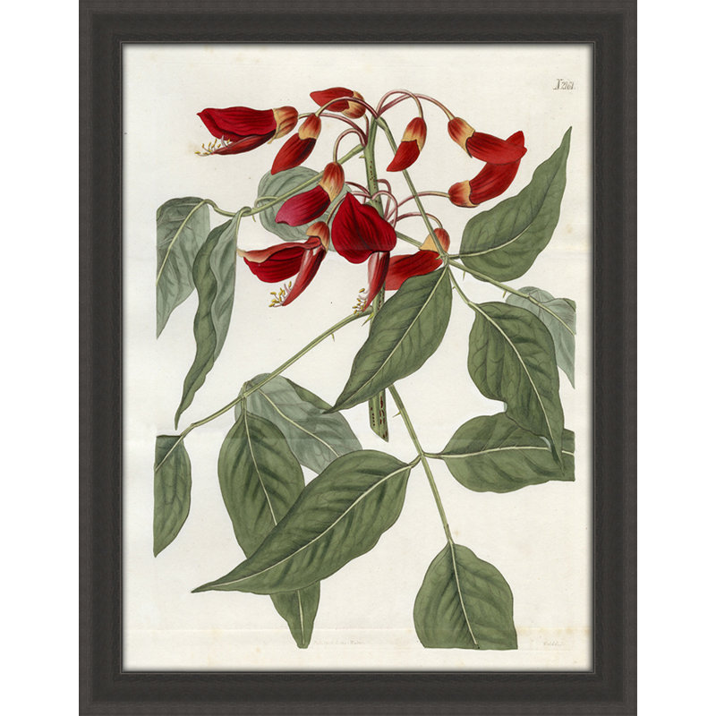 Large Red Botanical II Print
