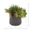 Plantes succulentes Echeveria et Jade Bead disposées en pot de Fiberstone