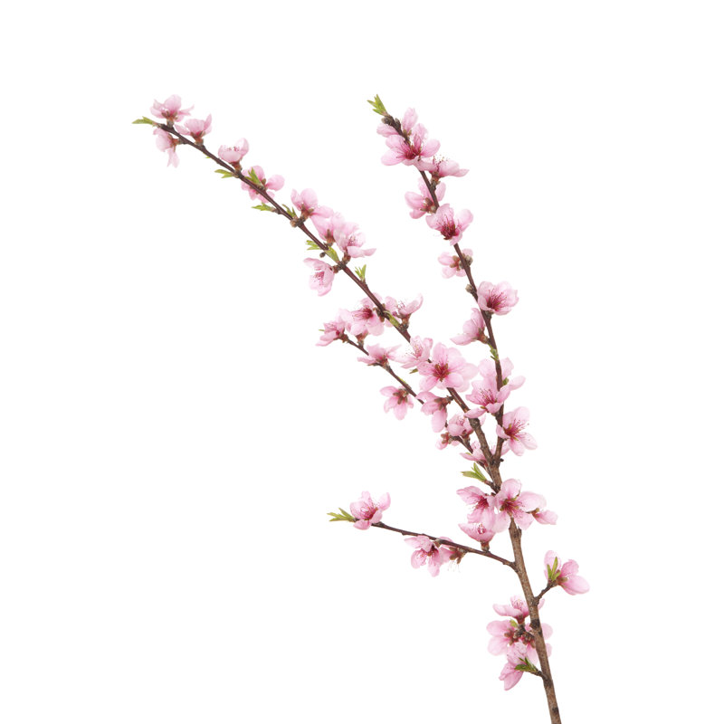 «Peach Blossoms on Branch» par Julnichols, H 30 po x l 20 po
