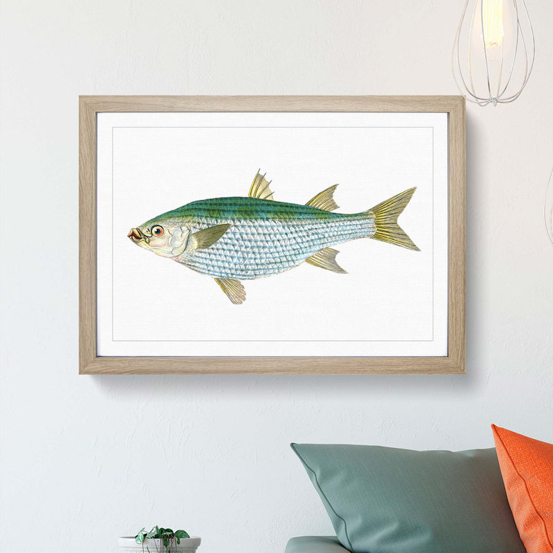 Mullet Fish by Edward Donovan - Picture Frame Painting Print, Oak Framed, 48cm H x 65cm W x 2cm D