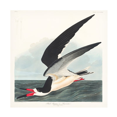 «Black Skimmer» par Birds Of America 1827 sur toile par Pictufy