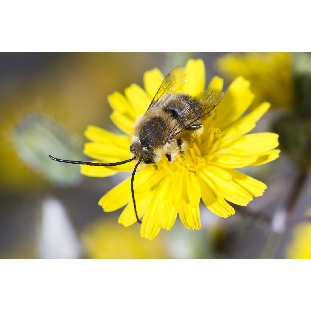 Biene auf einer Blume von Membio - Drucken