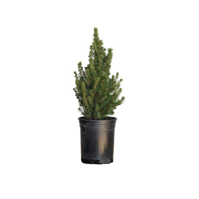 2.5 Quart Dwarf Alberta Spruce Tree