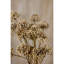 Anastasija Arrangement-871437305-871437306
