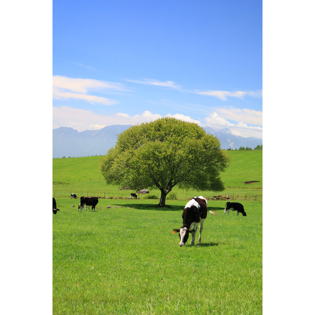 Leinwandbild Baum auf einer Wiese und Kuh