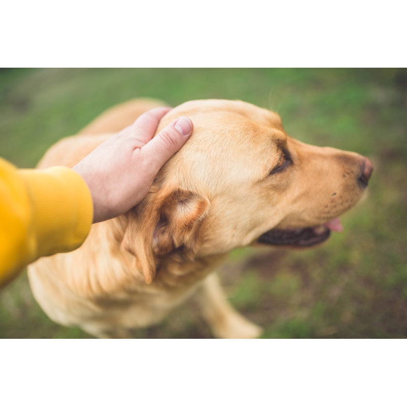 Golden Retirver by Supersizer - No Frame Art Prints on Canvas, 81cm H x 122cm W