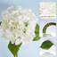 Fleurs d'hortensia artificielles-1293353911