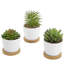 15cm Faux Succulent Plant in Ceramic Pot