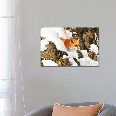 Peek A Boo Fox by Brian Wolf - Wrapped Canvas Gallery-Wrapped Canvas Giclée