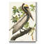 Pl 251, pélican brun - reproduction d'art sur toile tendue-455743700