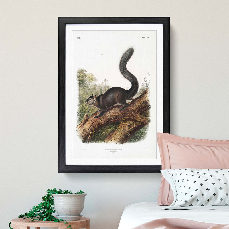 Dusky Squirrel by J.W. Audubon - Picture Frame Painting Print, Black Framed, 36cm H x 27cm W x 2cm D