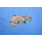 Fish by Cinoby - No Frame Art Prints on Canvas-2048141296