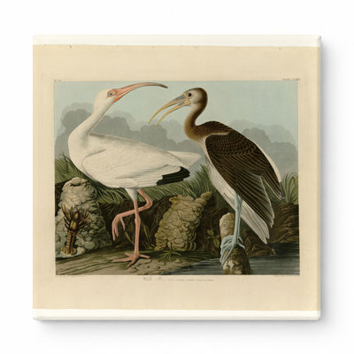 Blanc ibis (plaque CC XXII) - art mural carré sur toile