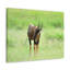No Frame Print on Canvas-1341187398