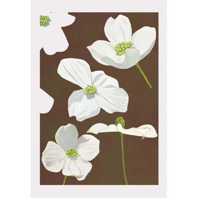 " White Dogwood Blossoms "