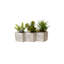 Succulents Arrangement in Concrete Triple Pot
