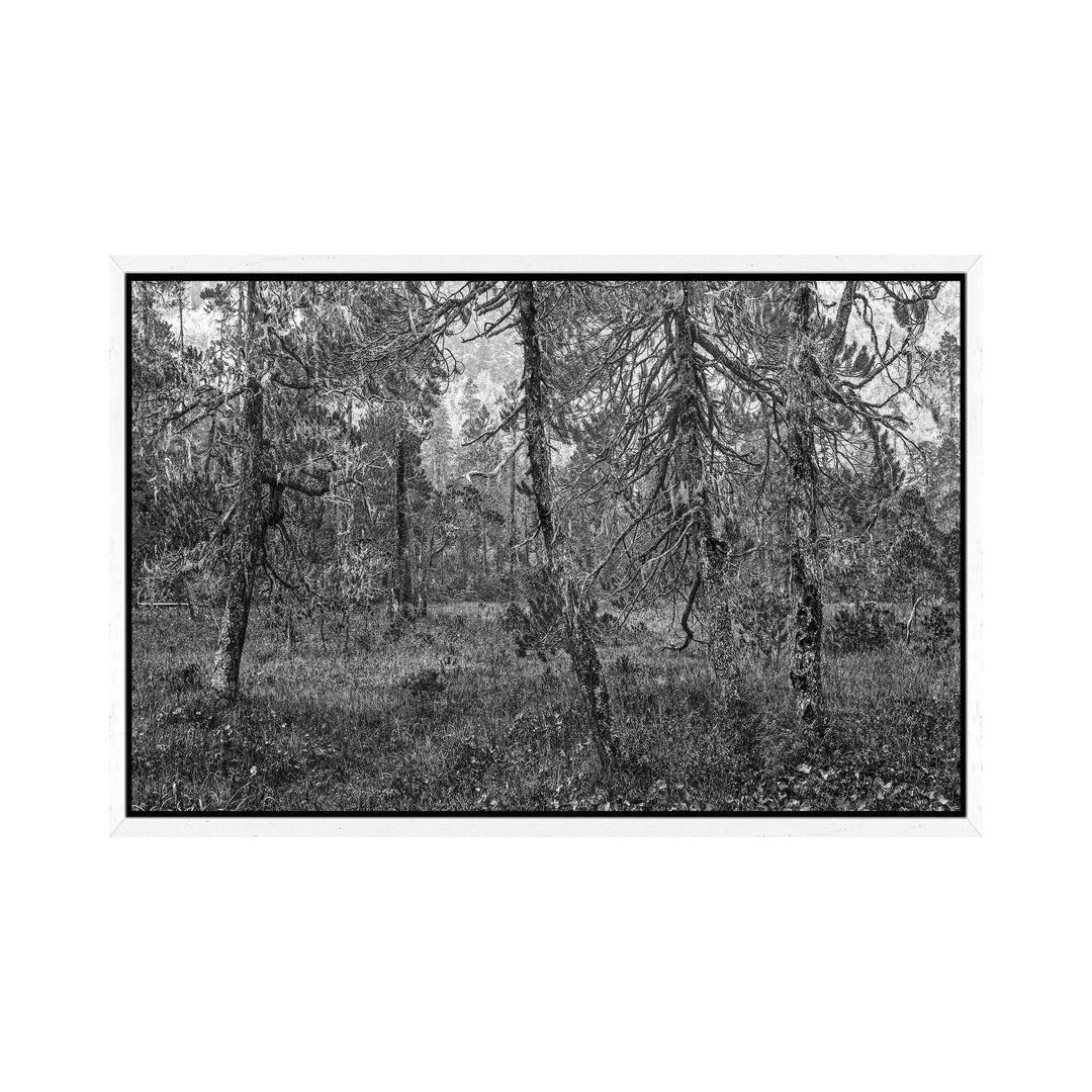 Tongass National Forest, Alaska von Tim Fitzharris - Gallery-Wrapped Canvas Giclée on Canvas