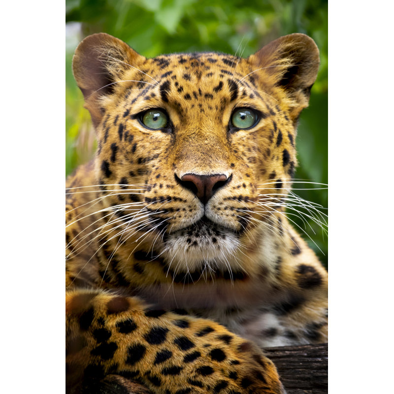 Amur Leopard by Ricardoreitmeyer - Wrapped Canvas Print, 46cm H x 30cm W x 3.8cm D