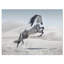 Photographie d'un cheval blanc au galop-35105338-35105343