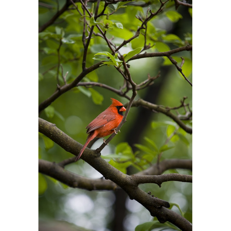 Cardinal par Azndc, H 18 po x l 12 po
