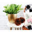 Live Holiday Cactus Plant in Gold Pot