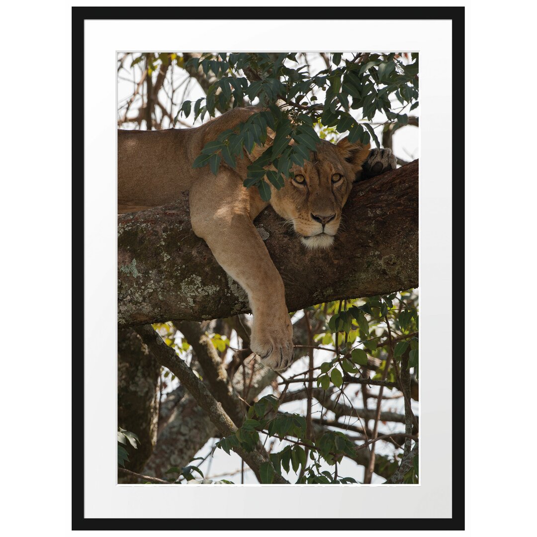 Gerahmtes Poster Löwenweibchen schläft auf Baum