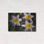 Winston Porter «Flowers Iii» par Epic Portfolio, art mural en métal-1444648448