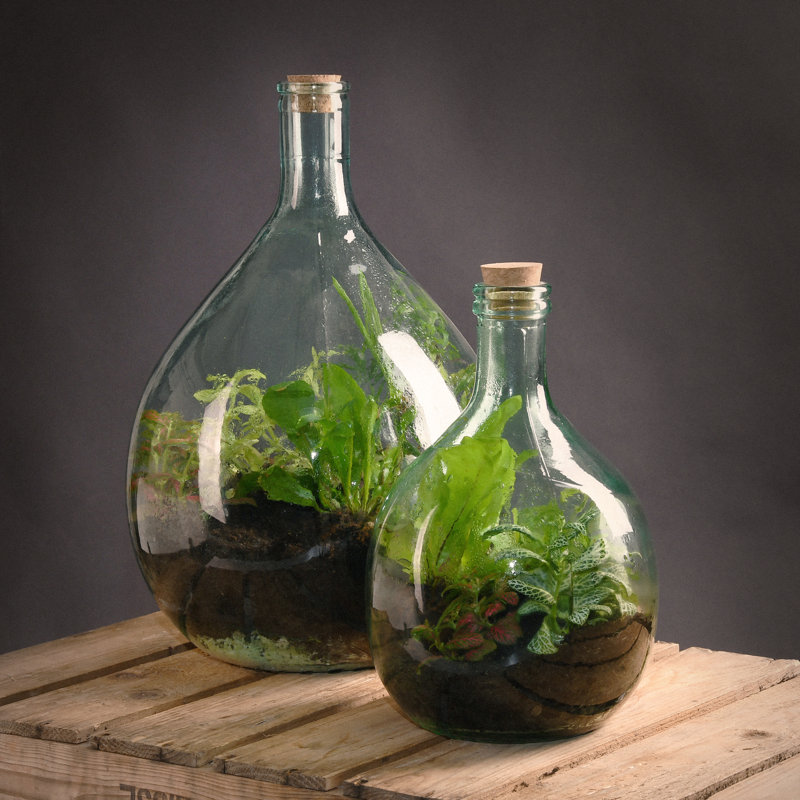 Keohane Glass Terrarium