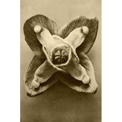Étude de botanique sépia V