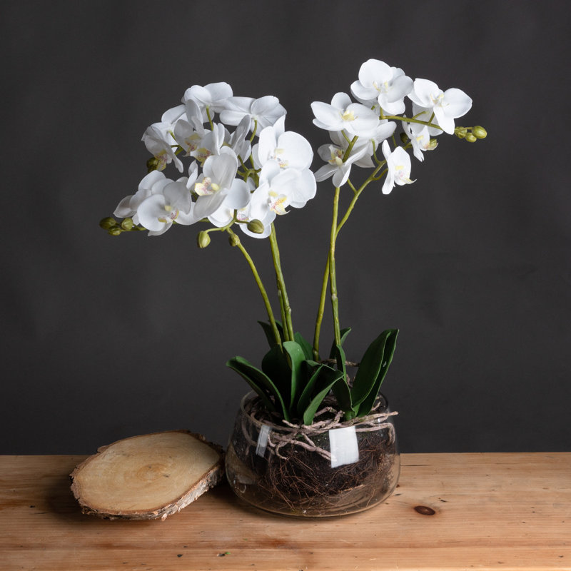 Annitta 61cm Plant in Pot