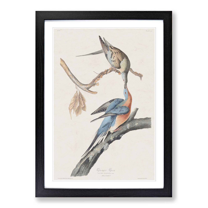 Passenger Pigeons by John Audubon - Framed Print, Black Framed, 48cm H x 36cm W x 2cm D