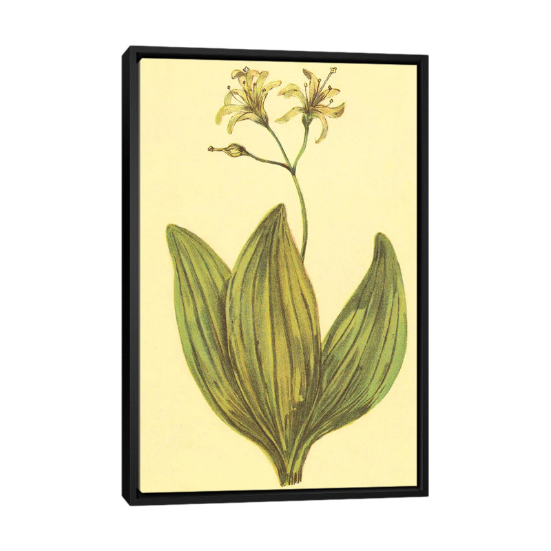 « clintonia », reproduction sur toile, H 26 po x l 18 po x P 1,5 po, Toile avec cadre noir, Pas de tapis