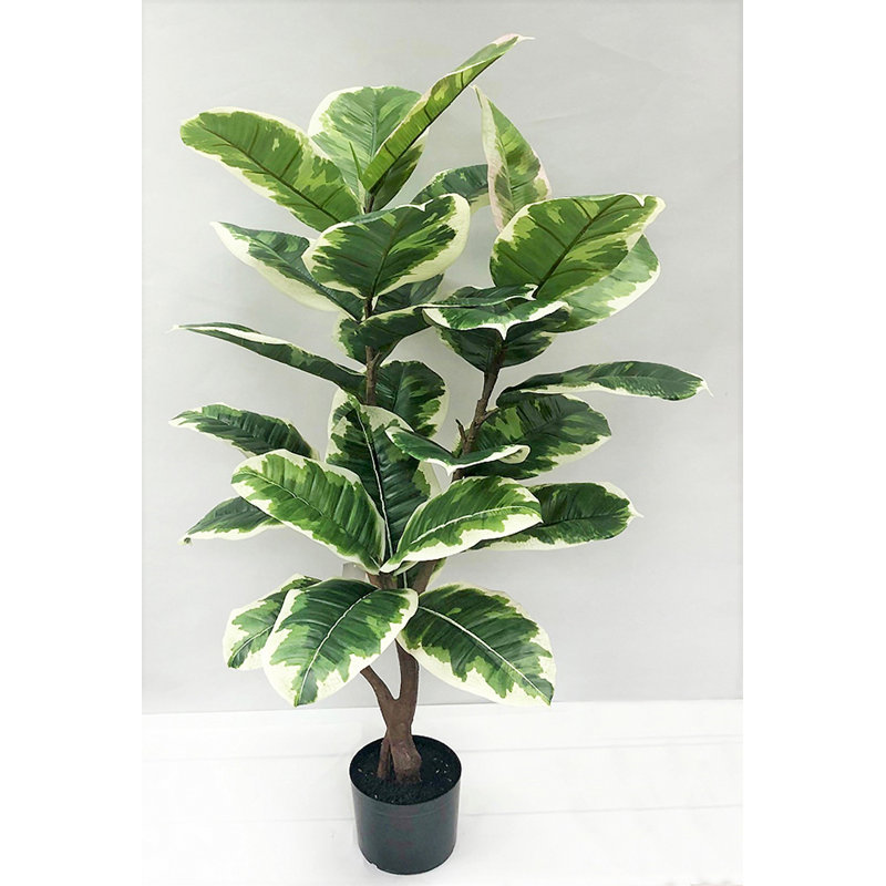 Caoutchouc artificiel en pot, H 48 po x l 24 po x P 24 po