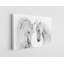 Couple de cheval blanc sur fond blanc-1836089750