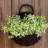 Wall-Mounted Artificial Flower