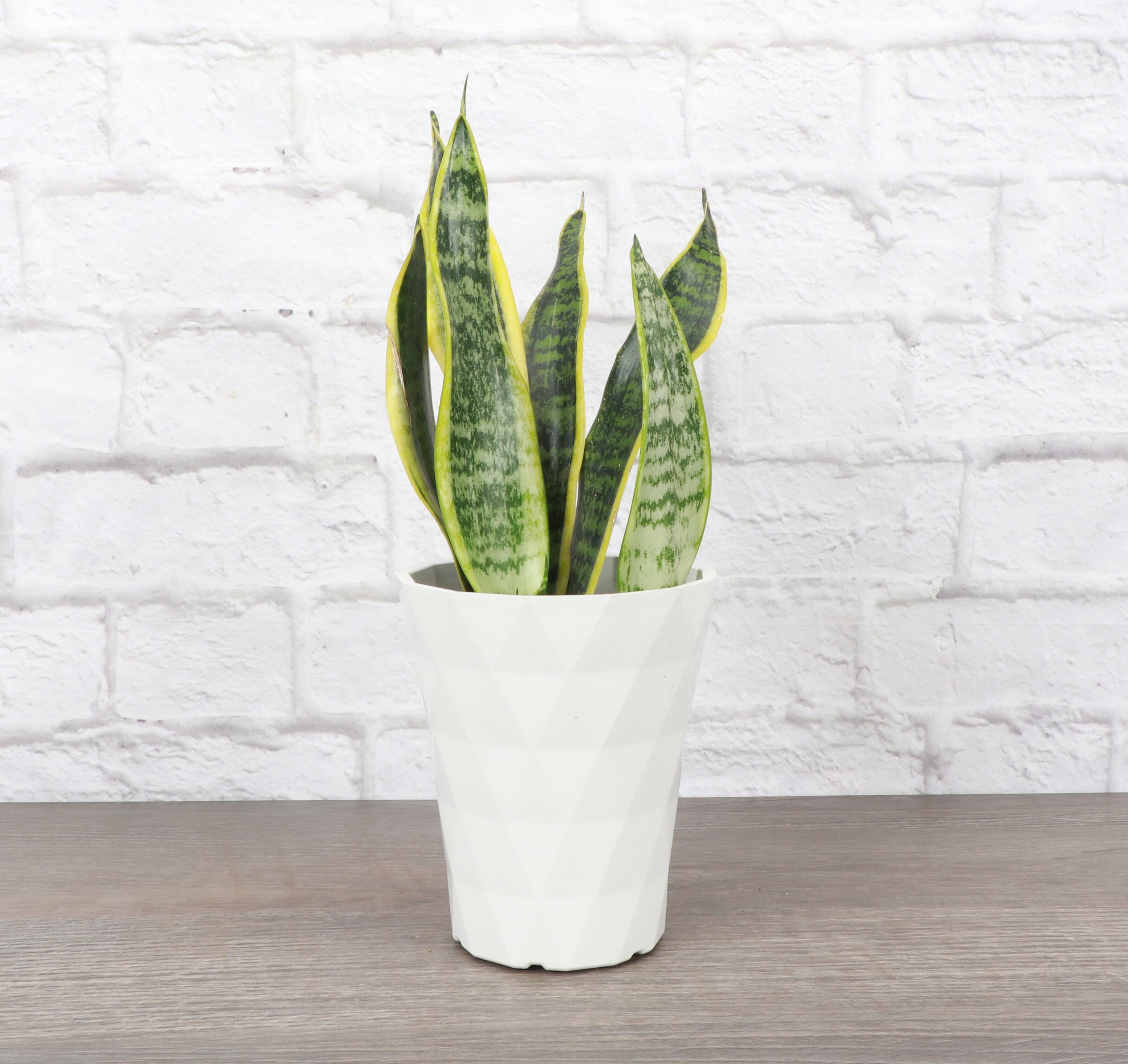 33'' Faux Snake Plant Plant in Stone Planter