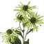 29 "échinacée 2 bourgeons-1950186410