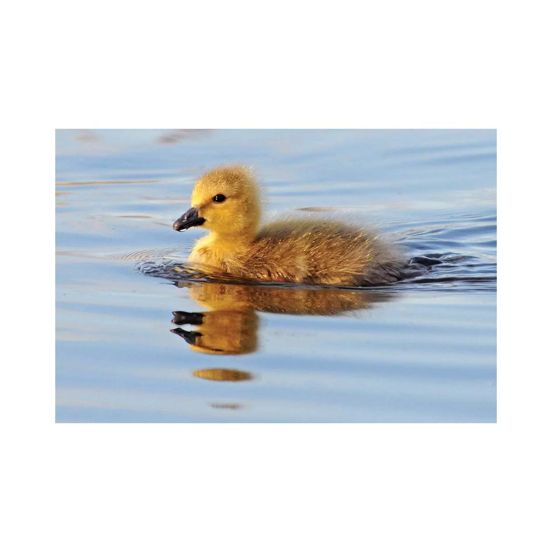 Gosling 1 Piece Wrapped Canvas Wall Art, 30.48cm H x 45.72cm W x 1.91cm D