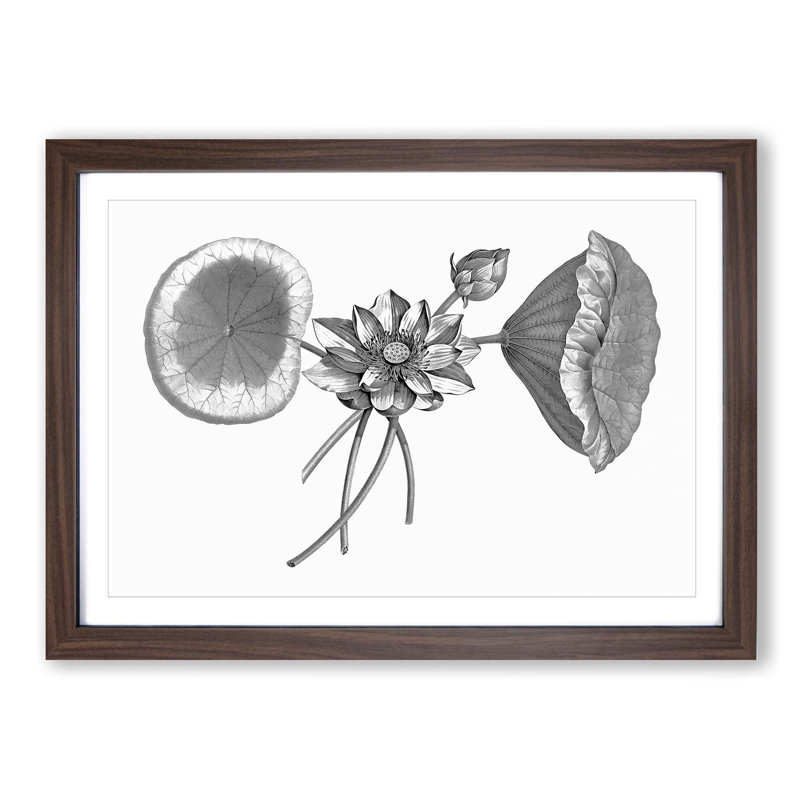 Sacred Lotus Flowers - Picture Frame Drawing Print, 60cm H x 91cm W x 2cm D, Walnut