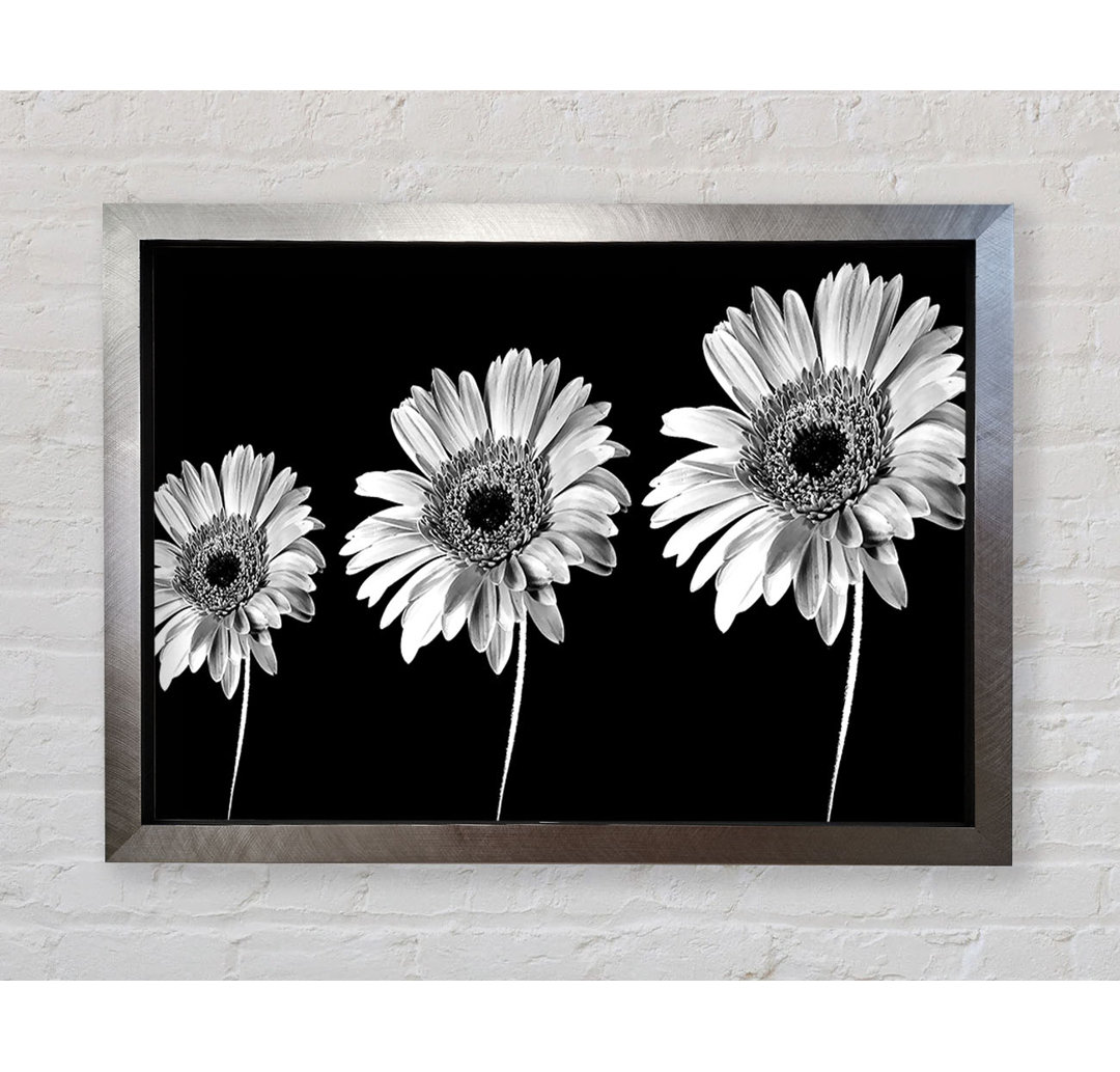 Gerbera Gänseblümchen Schwarz und Weiß - Druck