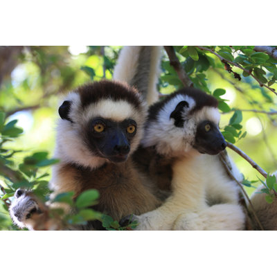 «Dancing Verreaux Sifika Lemurs» par Gjohnson2 - photographie sur toile tendue