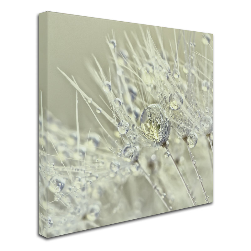 «Dandelion Dew III» par Cora Niele - reproduction de photo sur toile tendue, H 35 po x l 35 po x P 2 po