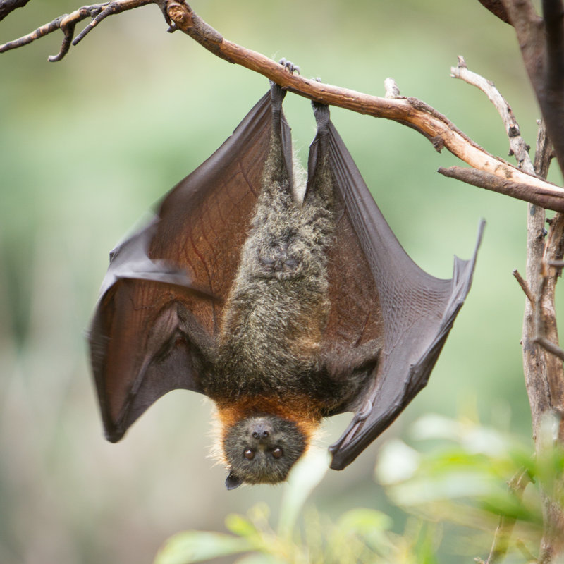 Fruit Bat by CraigRJD - Wrapped Canvas Print, 122cm H x 122cm W