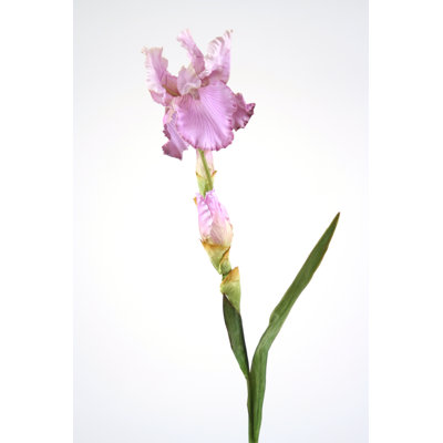 Iris Stem