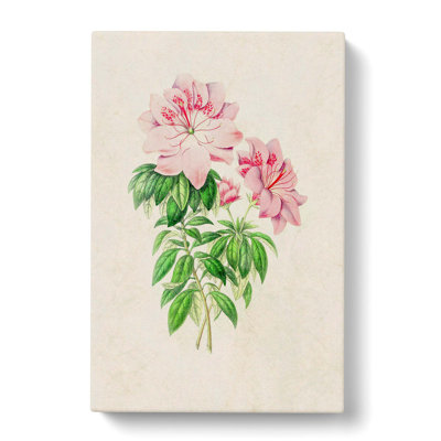 Pink Queen Victoria Azalea Illustration - Wrapped Canvas Painting Print