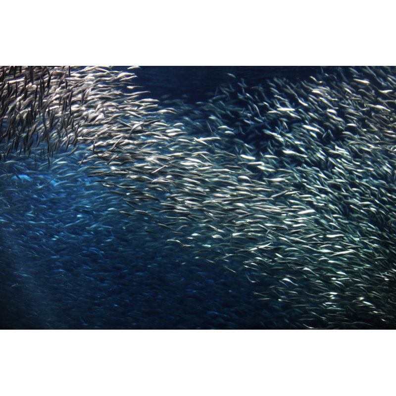California Northern Anchovy - Wrapped Canvas Print, 81cm H x 122cm W x 3.8cm D