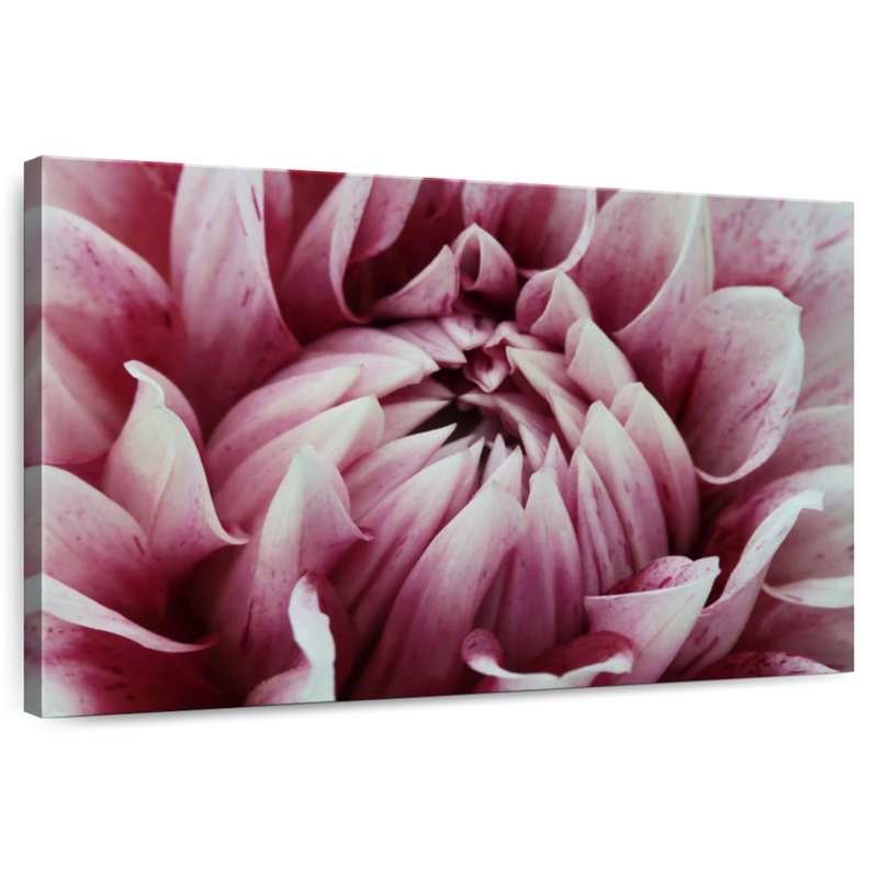 Harnek - fantaisie dahlia rose, H 20 po x l 30 po