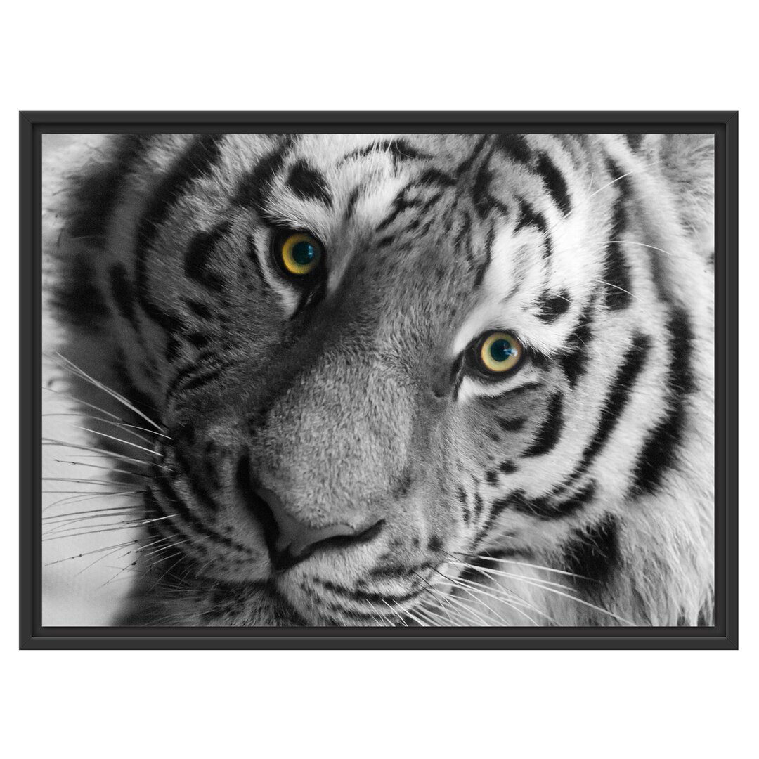 Gerahmter Fotodruck 'Beautiful Tiger'